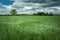 Wind swaying with green grain and clouds on the sky