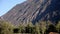 Wind swaying trees on the mountains valley