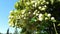 Wind sways the branches with green leaves time lapse. view from below through the crown of the plant