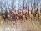 The wind sways the dry reeds at the edge of the willow grove on a sunny winter day. A fantastically beautiful photography. Blur