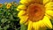 Wind sways sunflowers
