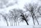 Wind swept bare trees and scrub brush surrounded by snowy field in black, gray, blue bitter cold sky