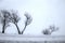 Wind swept bare trees and scrub brush surrounded by snowy field in black, gray, blue bitter cold sky