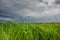 Wind swept grass and stormy sky