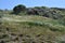 The wind swept hillside of Twin Peaks with false brome, Brachypodium sylvaticum.