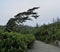 Wind swept trees along The Wild Pacific Trail, Ucluelet, British Columbia.