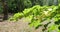 Wind swings green branch of linden tree illuminated by sun