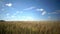 Wind swings ripe ears of wheat in the field in sunny day