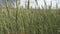 Wind swings ripe ears of wheat in the field in sunny day