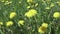 Wind swings yellow dandelions in the field in summer sunny day. The camera moves across the field