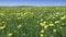 Wind swings yellow dandelions in the field in summer sunny day. The camera moves across the field