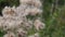 Wind tears off dry seeds of Cirsium arvense. Summer ends, soon autumn will begin