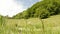 Wind tickles high green grass in summer afternoon dragonfly pond