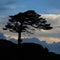 Wind torn tree growing in high altitude.