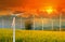 Wind Turbine for alternative energy in Yellow flowers field of Crotalaria with power poles and light shines sunset.