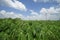 Wind turbine in cassava field with cloud and blue sky