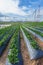 Wind Turbine farm sitting on the Strawberry farmland