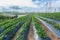 Wind Turbine farm sitting on the Strawberry farmland