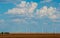 Wind Turbine Farm in West Texas Cumulus Clouds Building on nice Summer day