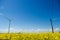 Wind turbine and power line support in yellow rapeseed field, background of sky and clouds, source of alternative energy