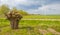 Wind turbine for renewable energy and a knotted willow in an agricultural field in bright orange yellow sunlight in spring