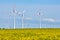 Wind turbines behind a flowering canola field