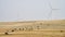 Wind turbines and cattle in Wyoming prairie