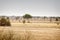 Wind turbines in the desert in Rajasthan and sheep