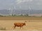 Wind turbines and landscape bulls.