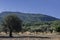 Wind turbines on the mountain and olive grove