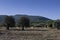 Wind turbines on the mountain and olive grove