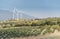 Wind turbines and olive trees