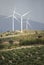 Wind turbines and olive trees