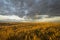 Wind turbines, pure energy,windmills in the fields