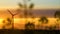 Wind turbines at sunset, green energy