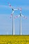 Wind turbines in a thriving rapeseed field