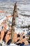 Wind-twisted tree over Bryce Canyon covered in snow, Utah