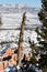 Wind-twisted tree over Bryce Canyon covered in snow, Utah