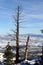 Wind-twisted tree over Bryce Canyon covered in snow, Utah