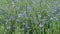 Wind in wheat field with many blue cornflowers,