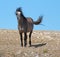 Windblown Aggressive Grulla colored Band Stallion on Sykes Ridge in the Pryor Mountains in Montana â€“ Wyoming USA