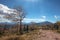 Windblown aspen tree on four wheel drive road on the top of the Sangre De Cristo range of the Rocky Mountains in Colorado USA