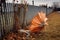 windblown broken umbrella caught on a fence