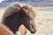 Windblown Chestnut Icelandic Horse