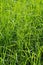 Windblown grass