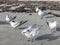 Windblown gulls on sandy beach