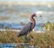 Windblown Mexican Reddish Egret (Egretta rufescens) hunting in the shallow tidal waters of the Isla Blanca