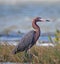 Windblown Mexican Reddish Egret (Egretta rufescens) hunting in the shallow tidal waters of the Isla Blanca