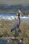 Windblown Mexican Reddish Egret (Egretta rufescens) hunting in the shallow tidal waters of the Isla Blanca