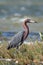 Windblown Mexican Reddish Egret (Egretta rufescens) hunting in the shallow tidal waters of the Isla Blanca